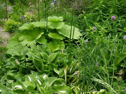 Высокое растение с большими листьями.