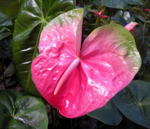 Мужские цветы в горшках. Описание 19 Мужские цветы в горшках. Описание 19