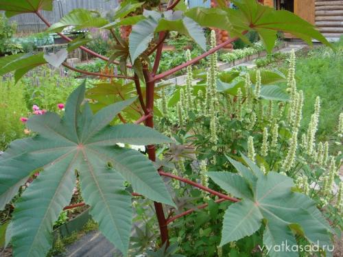 Высокое растение с большими листьями.