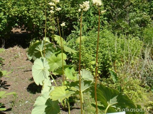 Высокое растение с большими листьями.