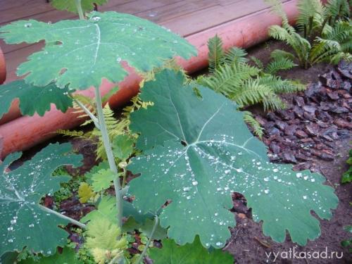 Высокое растение с большими листьями.