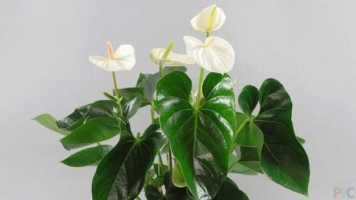 Мужские цветы в горшках. Описание 09 Мужские цветы в горшках. Описание 09