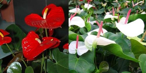 Цветок мужское счастье виды. Антуриум – цветок мужское счастье