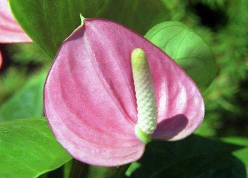 Мужские цветы в горшках. Описание 16 Мужские цветы в горшках. Описание 16