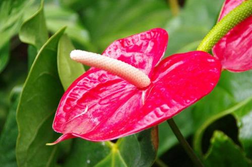 Мужские цветы в горшках. Описание 15 Мужские цветы в горшках. Описание 15