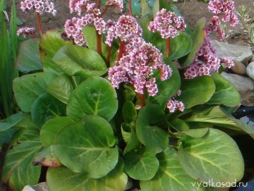 Высокое растение с большими листьями.