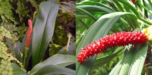 Цветок мужское счастье виды. Антуриум – цветок мужское счастье