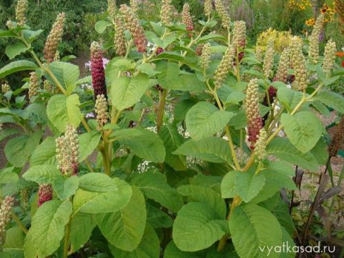 Высокое растение с большими листьями.