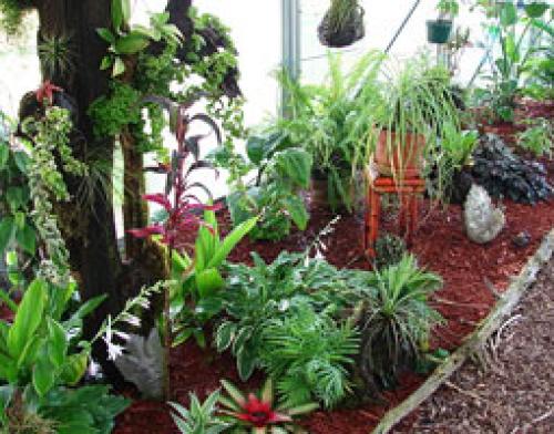 Растения для зимнего сада