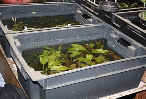 Как подготовить к зиме пластиковый пруд. создаем условия для зимовки растений и обитателей водоема