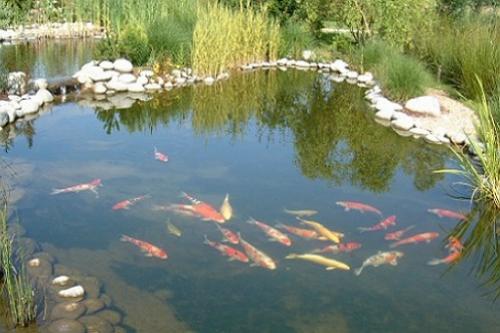 Как подготовить к зиме пластиковый пруд. создаем условия для зимовки растений и обитателей водоема