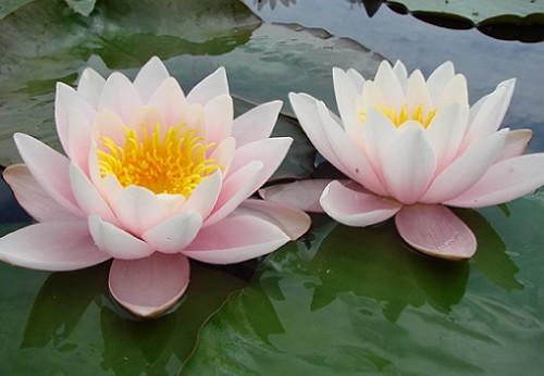 Как подготовить к зиме пластиковый пруд. создаем условия для зимовки растений и обитателей водоема