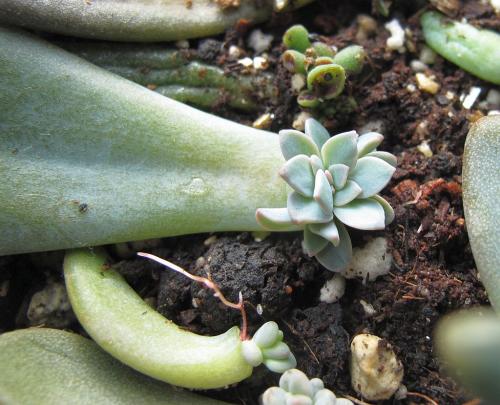 Уход за суккулентами в домашних условиях. Суккуленты - уход в домашних условиях 01