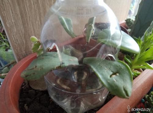 Уход за суккулентами в домашних условиях. Суккуленты - уход в домашних условиях 02