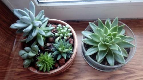Уход за суккулентами в домашних условиях. Суккуленты - уход в домашних условиях 06