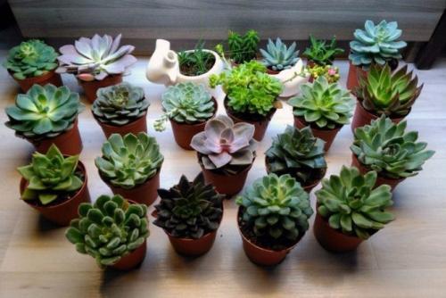 Как ухаживать за суккулентами эхеверия. Наиболее интересные виды