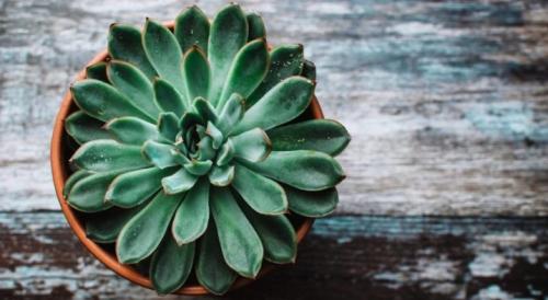 Эхеверия уход. Эхеверия: описание, уход и размножение в домашних условиях