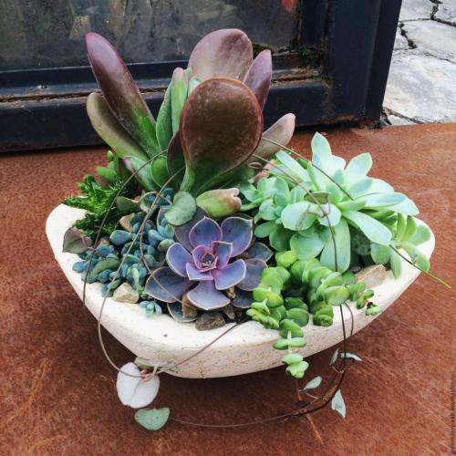 Уход за суккулентами в домашних условиях. Суккуленты - уход в домашних условиях 04