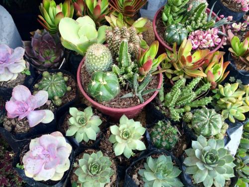 Уход за суккулентами в домашних условиях. Суккуленты - уход в домашних условиях 07