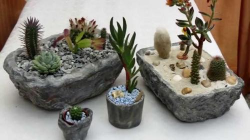 Уход за суккулентами в домашних условиях. Суккуленты - уход в домашних условиях 05