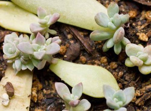 Суккуленты - уход в домашних условиях 04