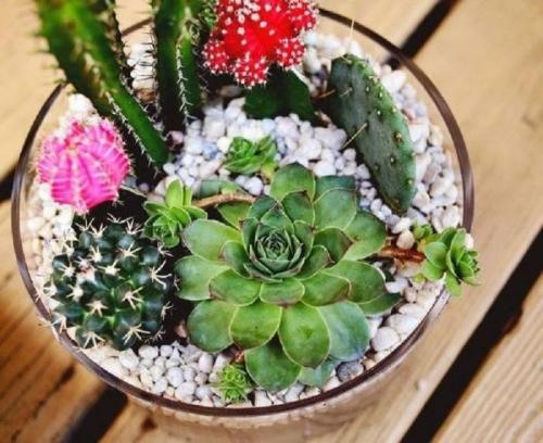 Суккуленты - уход в домашних условиях 03