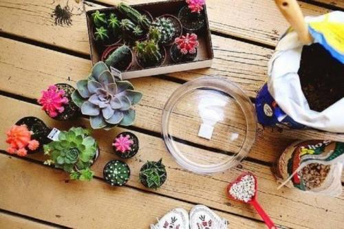 Суккуленты - уход в домашних условиях 02