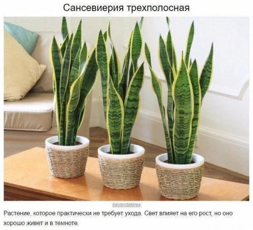 8 домашних растений, которые могут выжить даже в самом тёмном углу 07