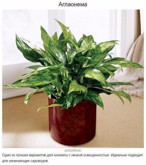 8 домашних растений, которые могут выжить даже в самом тёмном углу 04