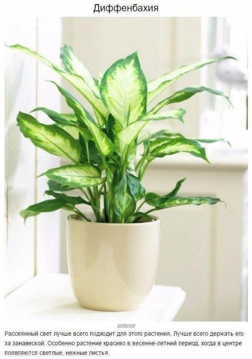 8 домашних растений, которые могут выжить даже в самом тёмном углу 01