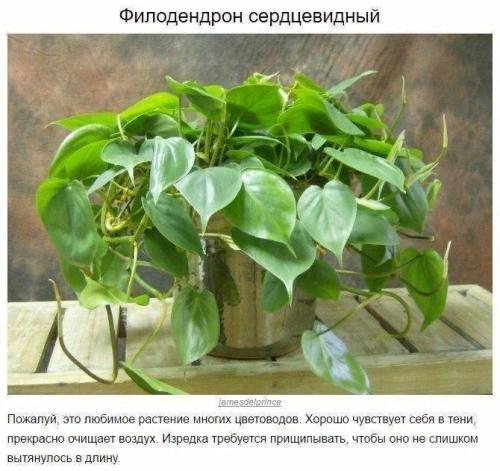 8 домашних растений, которые могут выжить даже в самом тёмном углу 06