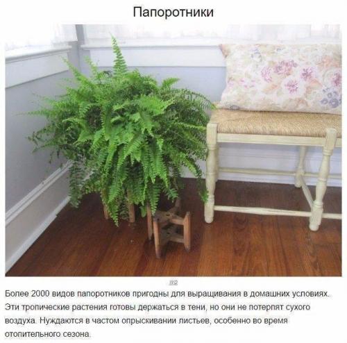 8 домашних растений, которые могут выжить даже в самом тёмном углу 02