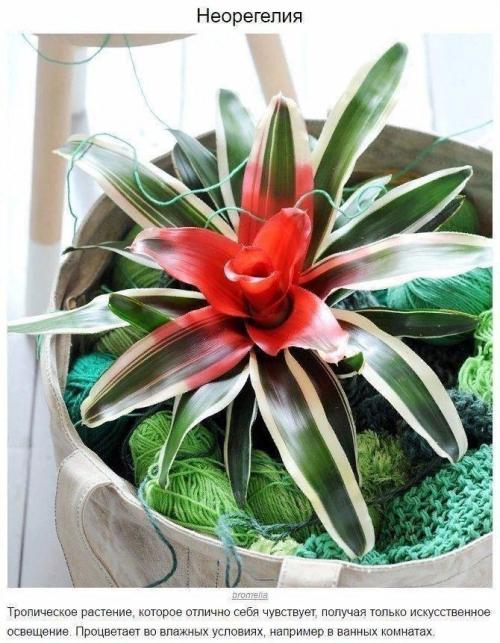 8 домашних растений, которые могут выжить даже в самом тёмном углу 05