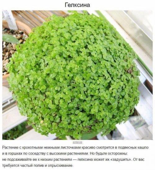 8 домашних растений, которые могут выжить даже в самом тёмном углу 03