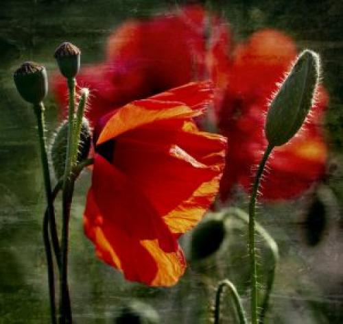 Как правильно повесить картину над кроватью. Место для маков