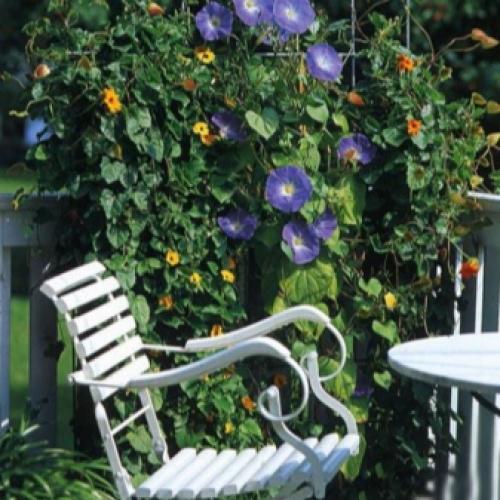 Вьющиеся растения для балкона. Лианы на балконе: девичий виноград и клематис 03 Вьющиеся растения для балкона. Лианы на балконе: девичий виноград и клематис 03