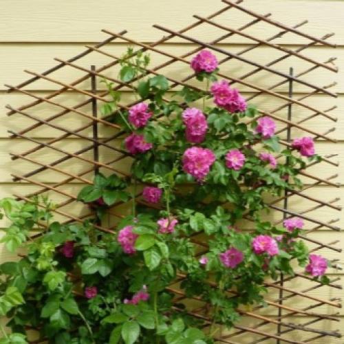 Вьющиеся растения для балкона. Лианы на балконе: девичий виноград и клематис 04 Вьющиеся растения для балкона. Лианы на балконе: девичий виноград и клематис 04