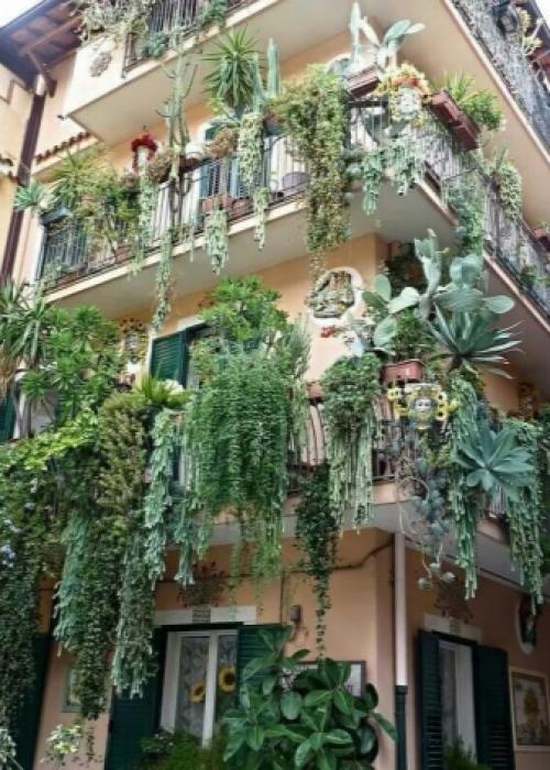 Вьющиеся растения для балкона. Лианы на балконе: девичий виноград и клематис 01 Вьющиеся растения для балкона. Лианы на балконе: девичий виноград и клематис 01