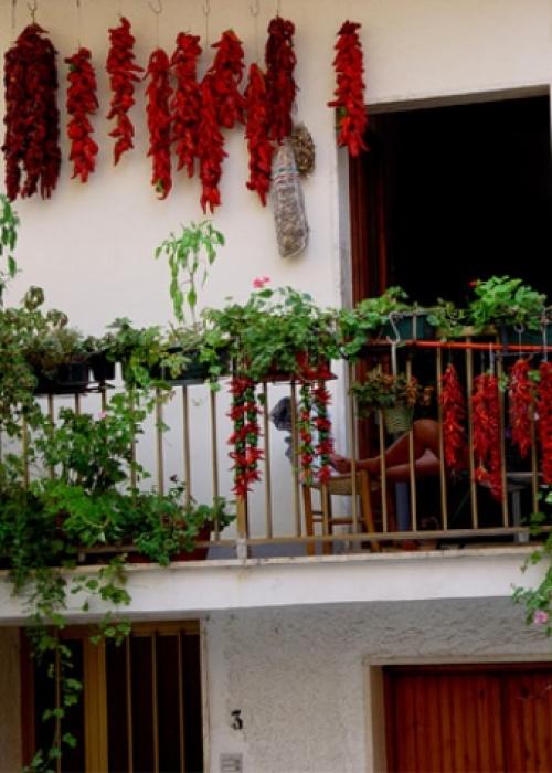 Вьющиеся растения для балкона. Лианы на балконе: девичий виноград и клематис 02 Вьющиеся растения для балкона. Лианы на балконе: девичий виноград и клематис 02