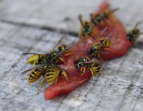 Оса из пластиковой бутылки. Как самостоятельно сделать приманку