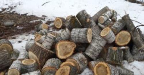 Какими дровами лучше топить котел. Как топить твердотопливный котёл дровами