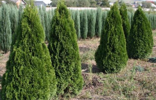 Какие деревья посадить по периметру участка. Туя