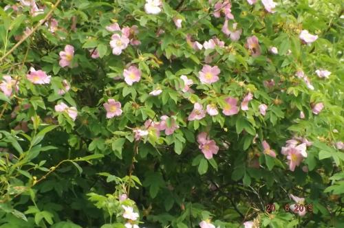 Что посадить перед домом на улице. 5 лучших растений для посадки с уличной стороны забора