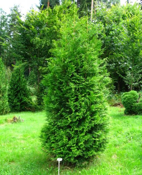 Какие деревья посадить по периметру участка. Туя