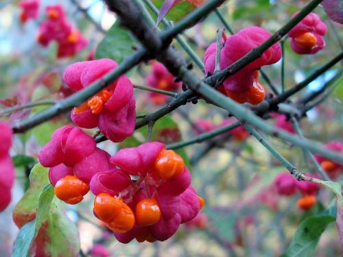 Что посадить перед домом на улице. 5 лучших растений для посадки с уличной стороны забора