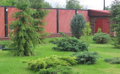 Можно ли сажать сосну возле дома. Почему нельзя сажать хвойные деревья на участке, приметы