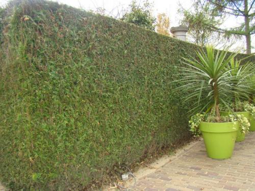 Какие деревья посадить по периметру участка. Туя