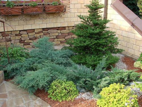 Можно ли сажать сосну возле дома. Почему нельзя сажать хвойные деревья на участке, приметы