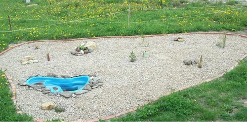 Можно ли сажать сосну возле дома. Почему нельзя сажать хвойные деревья на участке, приметы