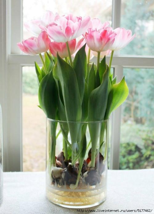 Как вырастить тюльпаны дома. Как посадить тюльпаны в домашних условиях? 14